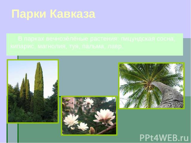 Парки Кавказа В парках вечнозёлёные растения: пицундская сосна, кипарис, магнолия, туя, пальма, лавр.