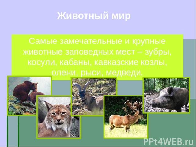 Самые замечательные и крупные животные заповедных мест – зубры, косули, кабаны, кавказские козлы, олени, рыси, медведи. Животный мир
