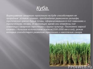 Куба. Выращиванию сахарного тростника на Кубе способствуют ее природные условия:
