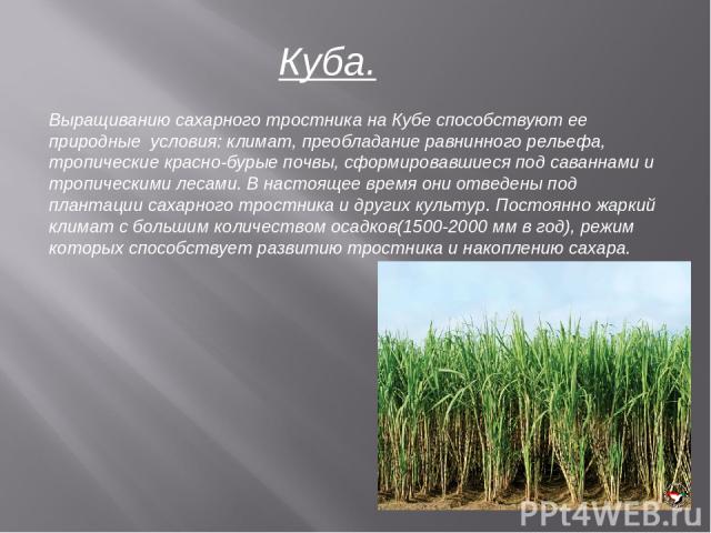Куба. Выращиванию сахарного тростника на Кубе способствуют ее природные условия: климат, преобладание равнинного рельефа, тропические красно-бурые почвы, сформировавшиеся под саваннами и тропическими лесами. В настоящее время они отведены под планта…