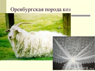 Оренбургская порода коз