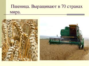 Пшеница. Выращивают в 70 странах мира.