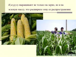 Кукурузу выращивают не только на зерно, но и на зеленую массу, что расширило зон