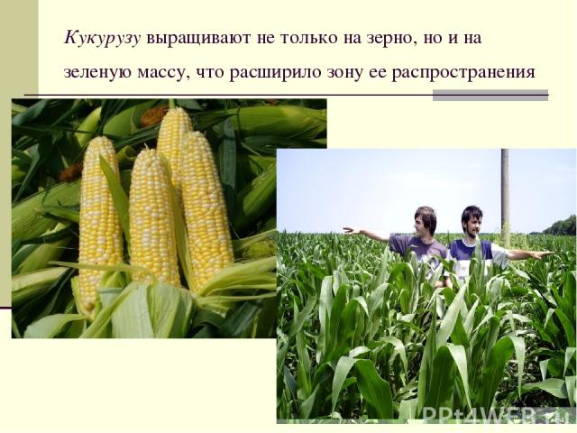 Кукурузу выращивают не только на зерно, но и на зеленую массу, что расширило зону ее распространения
