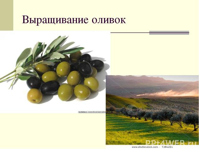 Выращивание оливок