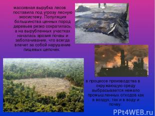 массивная вырубка лесов поставила под угрозу лесную экосистему. Популяция больши