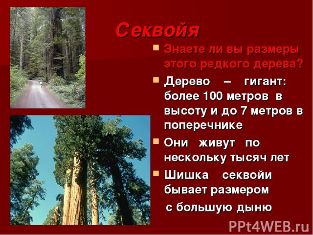 Секвойя Знаете ли вы размеры этого редкого дерева? Дерево – гигант: более 100 метров в высоту и до 7 метров в поперечнике Они живут по нескольку тысяч лет Шишка секвойи бывает размером с большую дыню