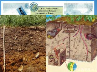 Образование почвы – результат взаимодействия горных пород, климата, поверхностны