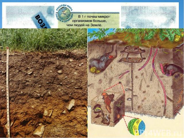 Образование почвы – результат взаимодействия горных пород, климата, поверхностных вод, растений и животных.