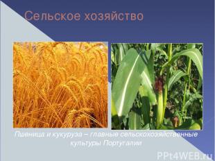 Сельское хозяйство Пшеница и кукуруза – главные сельскохозяйственные культуры По