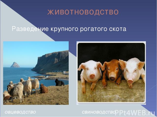 животноводство Разведение крупного рогатого скота овцеводство свиноводство