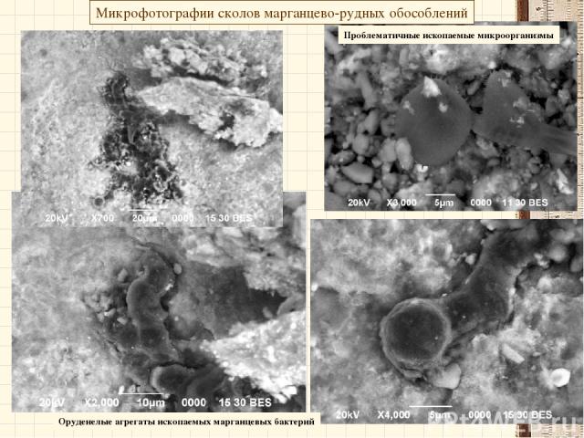 Микрофотографии сколов марганцево-рудных обособлений Проблематичные ископаемые микроорганизмы Оруденелые агрегаты ископаемых марганцевых бактерий