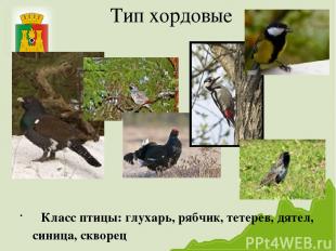 Тип хордовые Класс птицы: глухарь, рябчик, тетерев, дятел, синица, скворец