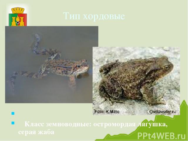 Тип хордовые Класс земноводные: остромордая лягушка, серая жаба