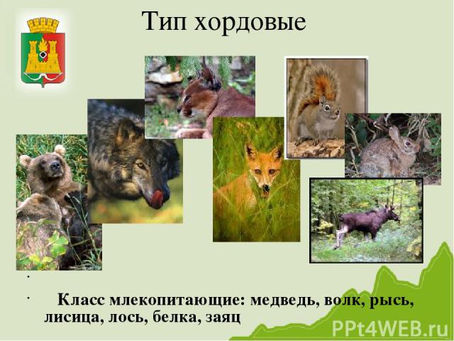 Тип хордовые Класс млекопитающие: медведь, волк, рысь, лисица, лось, белка, заяц