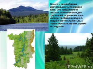Богата и разнообразна растительность Пермского края. Она представлена лесами, за