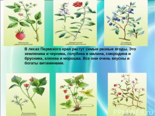 В лесах Пермского края растут самые разные ягоды. Это земляника и черника, голуб