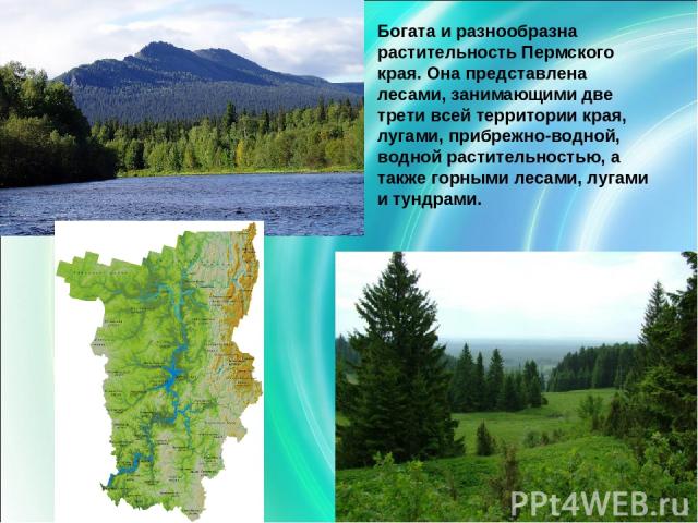 Богата и разнообразна растительность Пермского края. Она представлена лесами, занимающими две трети всей территории края, лугами, прибрежно-водной, водной растительностью, а также горными лесами, лугами и тундрами.