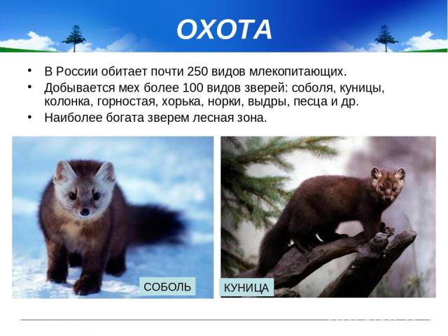 ОХОТА В России обитает почти 250 видов млекопитающих. Добывается мех более 100 видов зверей: соболя, куницы, колонка, горностая, хорька, норки, выдры, песца и др. Наиболее богата зверем лесная зона. СОБОЛЬ КУНИЦА