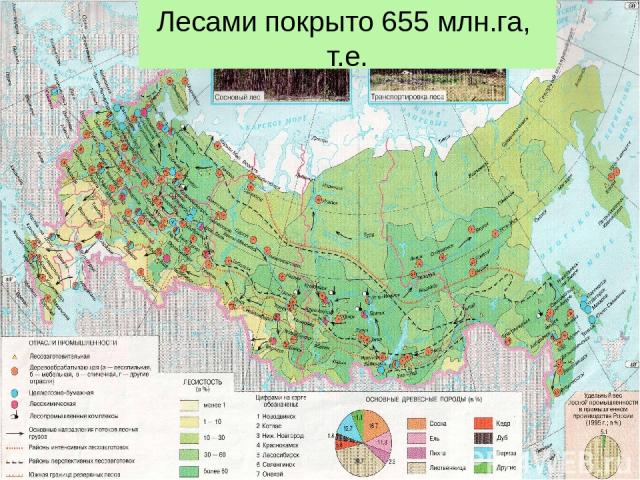 Лесами покрыто 655 млн.га, т.е. (45% территории России)
