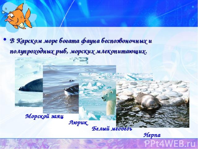 В Карском море богата фауна беспозвоночных и полупроходных рыб, морских млекопитающих. Морской заяц Люрик Белый медведь Нерпа
