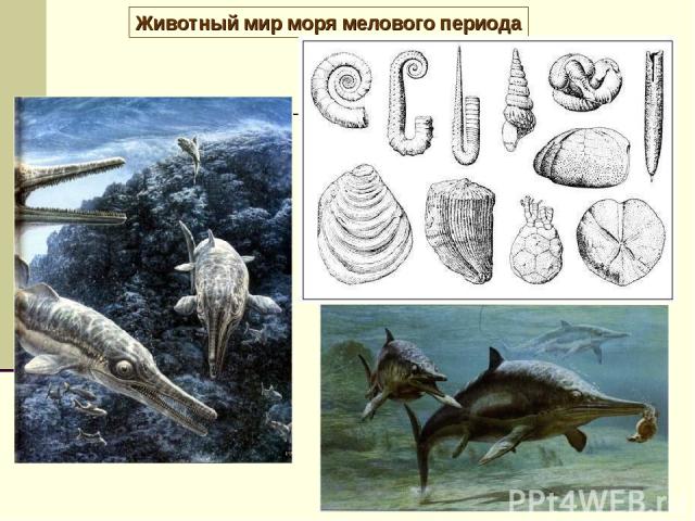 Животный мир моря мелового периода