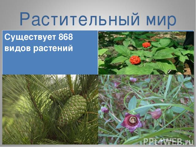 Растительный мир Существует 868 видов растений Женьшень