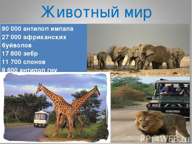 Животный мир 90 000 антилоп импала 27 000 африканских буйволов 17 800 зебр 11 700 слонов 9 600 антилоп гну