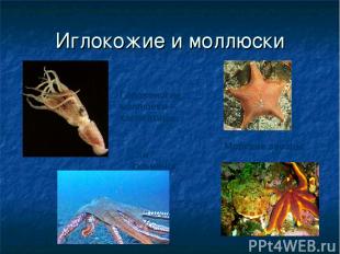 Иглокожие и моллюски Морские звезды Головоногие моллюски – каракатица… …и осьмин