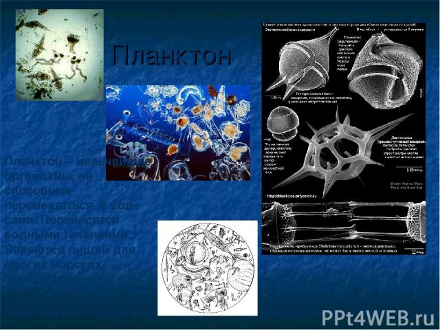 Планктон Планктон – мельчайшие организмы, не способные перемещаться в воде сами. Переносятся водными течениями. Являются пищей для многих морских обитателей.