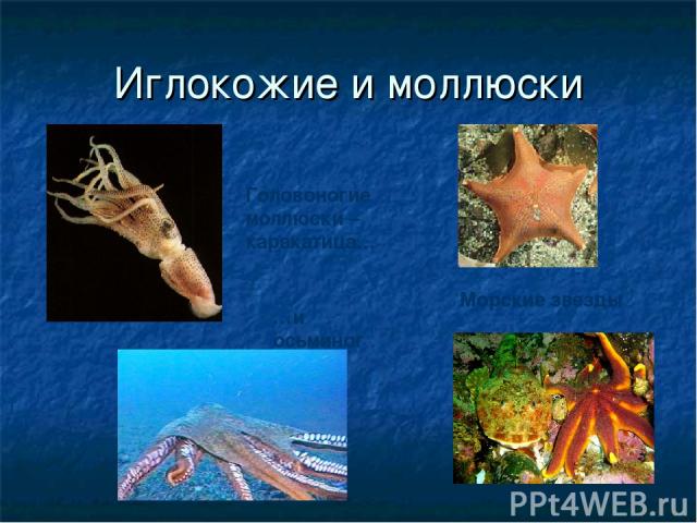 Моллюски черного моря проект по биологии
