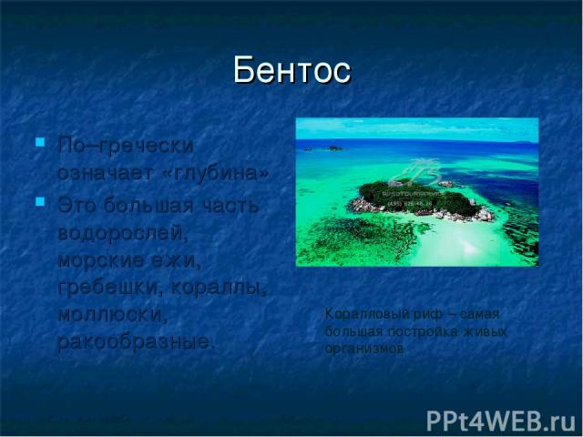 Бентос По–гречески означает «глубина» Это большая часть водорослей, морские ежи, гребешки, кораллы, моллюски, ракообразные. Коралловый риф – самая большая постройка живых организмов