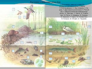 Растения и животные реки Дон 1. Утка-кряква: самка (а) и самец (б). 2.Бобр, его