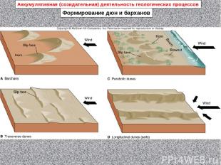Формирование дюн и барханов Аккумулятивная (созидательная) деятельность геологич