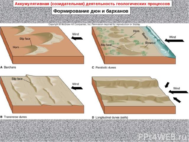 Формирование дюн и барханов Аккумулятивная (созидательная) деятельность геологических процессов