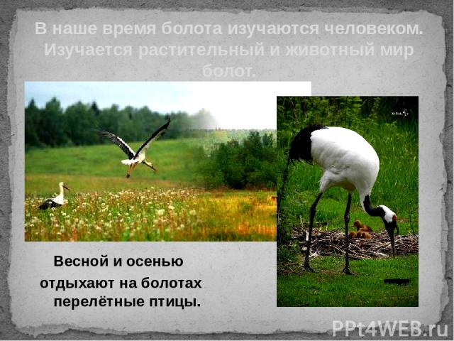 Весной и осенью отдыхают на болотах перелётные птицы. В наше время болота изучаются человеком. Изучается растительный и животный мир болот.