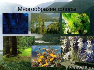 Многообразие флоры