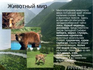 Животный мир Многообразием животного мира Алтайский край обязан наличию степей,
