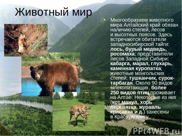 Животный мир Многообразием животного мира Алтайский край обязан наличию степей, лесов и высотных поясов. Здесь встречаются обитатели западносибирской тайги: лось, бурый медведь, росомаха; представители лесов Западной Сибири: кабарга, марал, глухарь,…