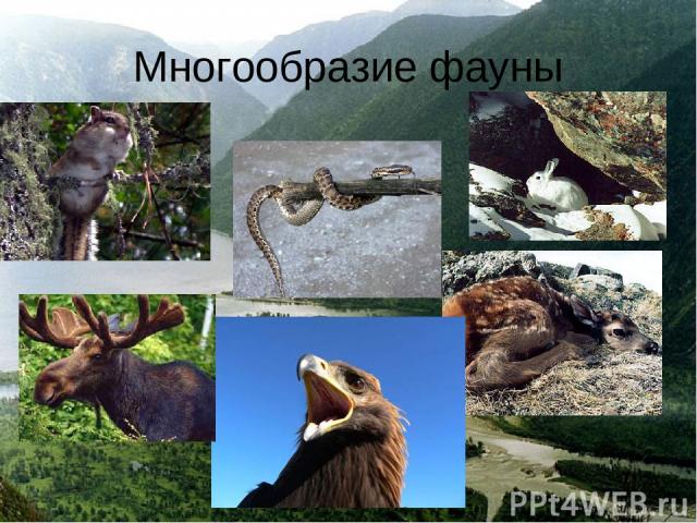 Многообразие фауны