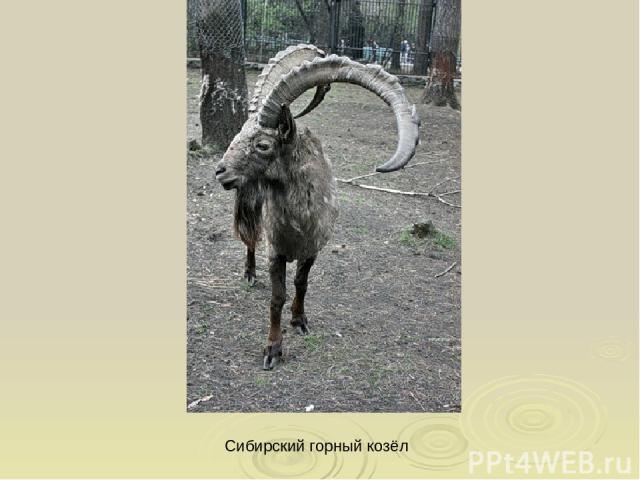 Сибирский горный козёл