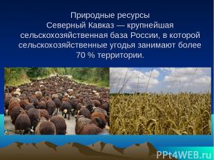 Природные ресурсы Северный Кавказ — крупнейшая сельскохозяйственная база России,