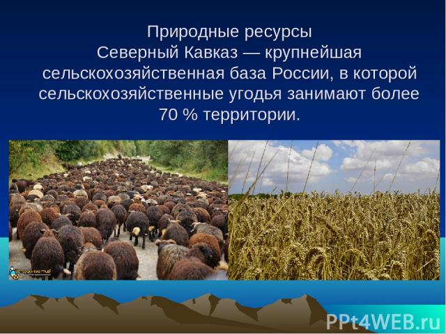 Природные ресурсы Северный Кавказ — крупнейшая сельскохозяйственная база России, в которой сельскохозяйственные угодья занимают более 70 % территории.