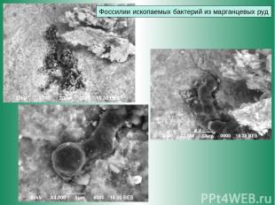 Фоссилии ископаемых бактерий из марганцевых руд