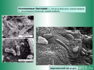 марсианский метеорит Ископаемые бактерии: а - нитчатые (Монголия, нижний кембрий