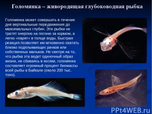Голомянка – живородящая глубоководная рыбка Голомянка может совершать в течение