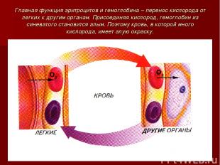 Главная функция эритроцитов и гемоглобина – перенос кислорода от легких к другим