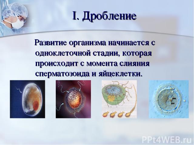 I. Дробление Развитие организма начинается с одноклеточной стадии, которая происходит с момента слияния сперматозоида и яйцеклетки.