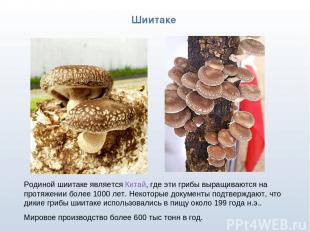 * Родиной шиитаке является Китай, где эти грибы выращиваются на протяжении более