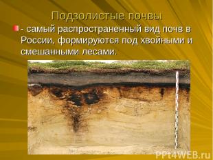 Подзолистые почвы - самый распространенный вид почв в России, формируются под хв